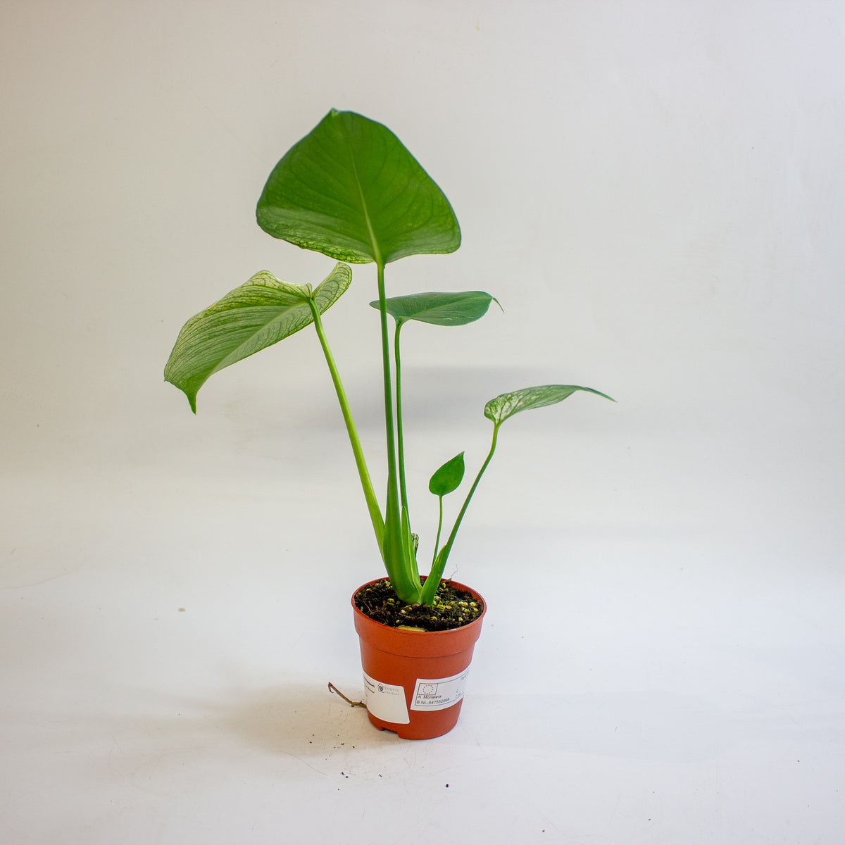 Monstera 'Devil Monster' 9cm H25cm