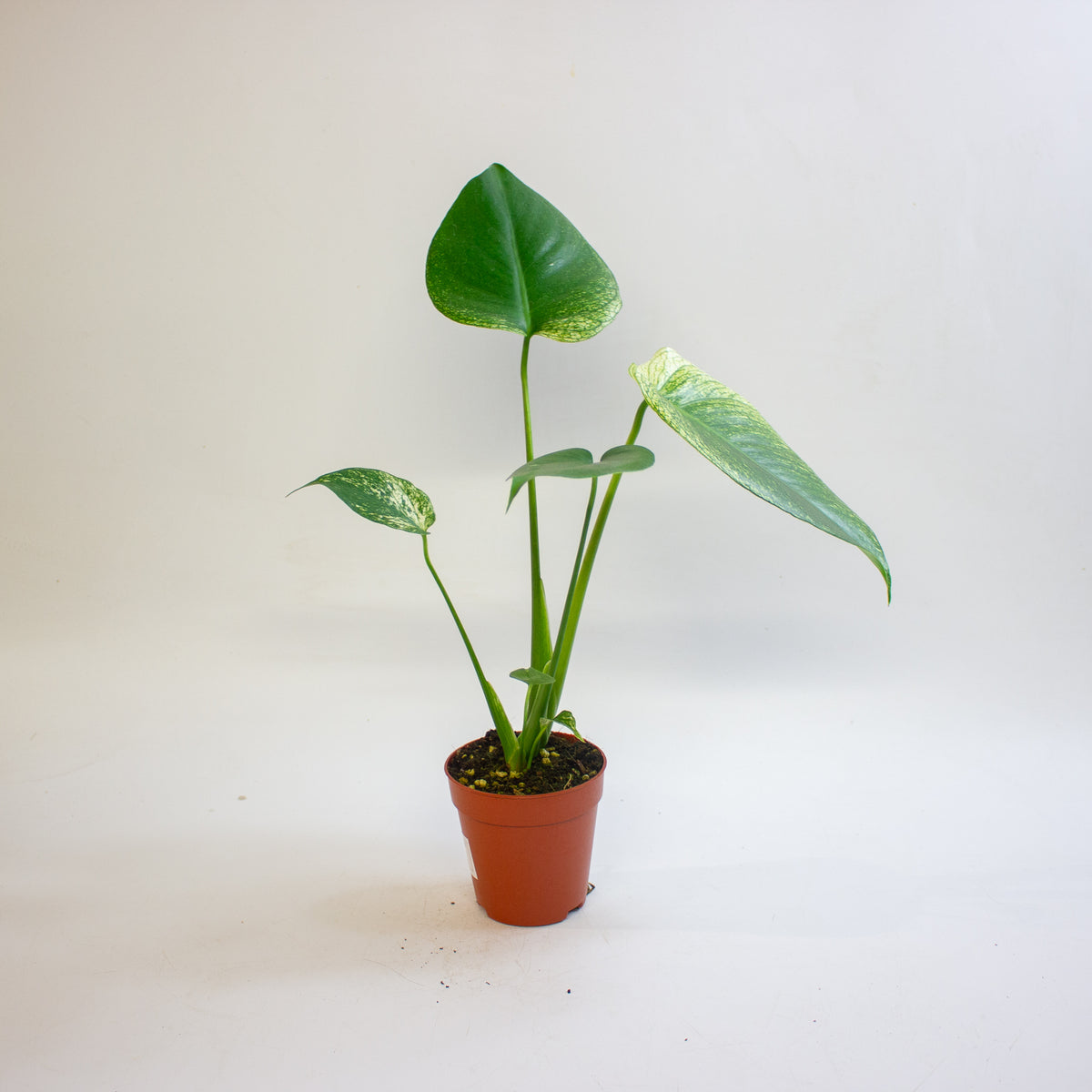 Monstera 'Devil Monster' 9cm H25cm