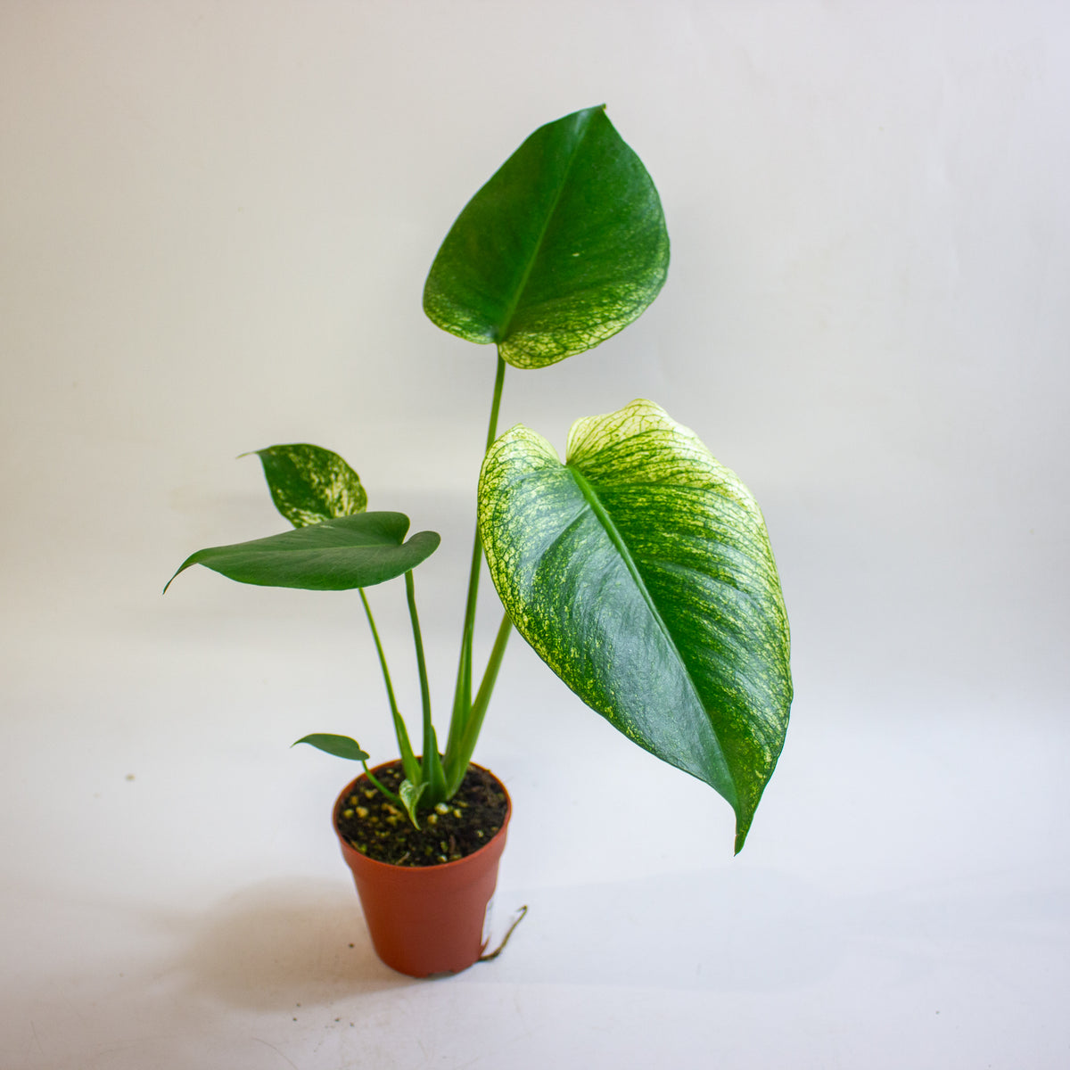 Monstera 'Devil Monster' 9cm H25cm