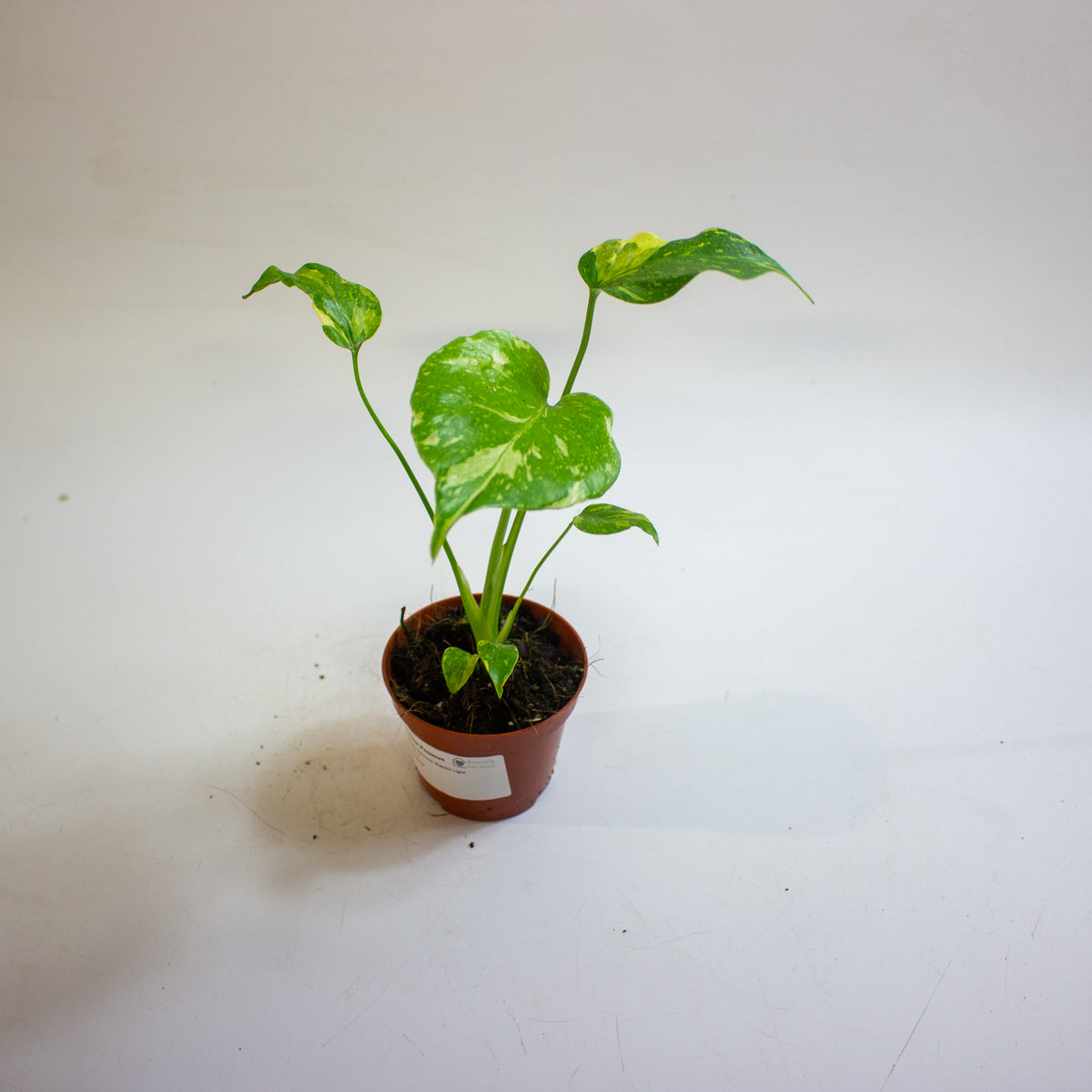 Monstera deliciosa 'Electro Light' 8cm H10cm