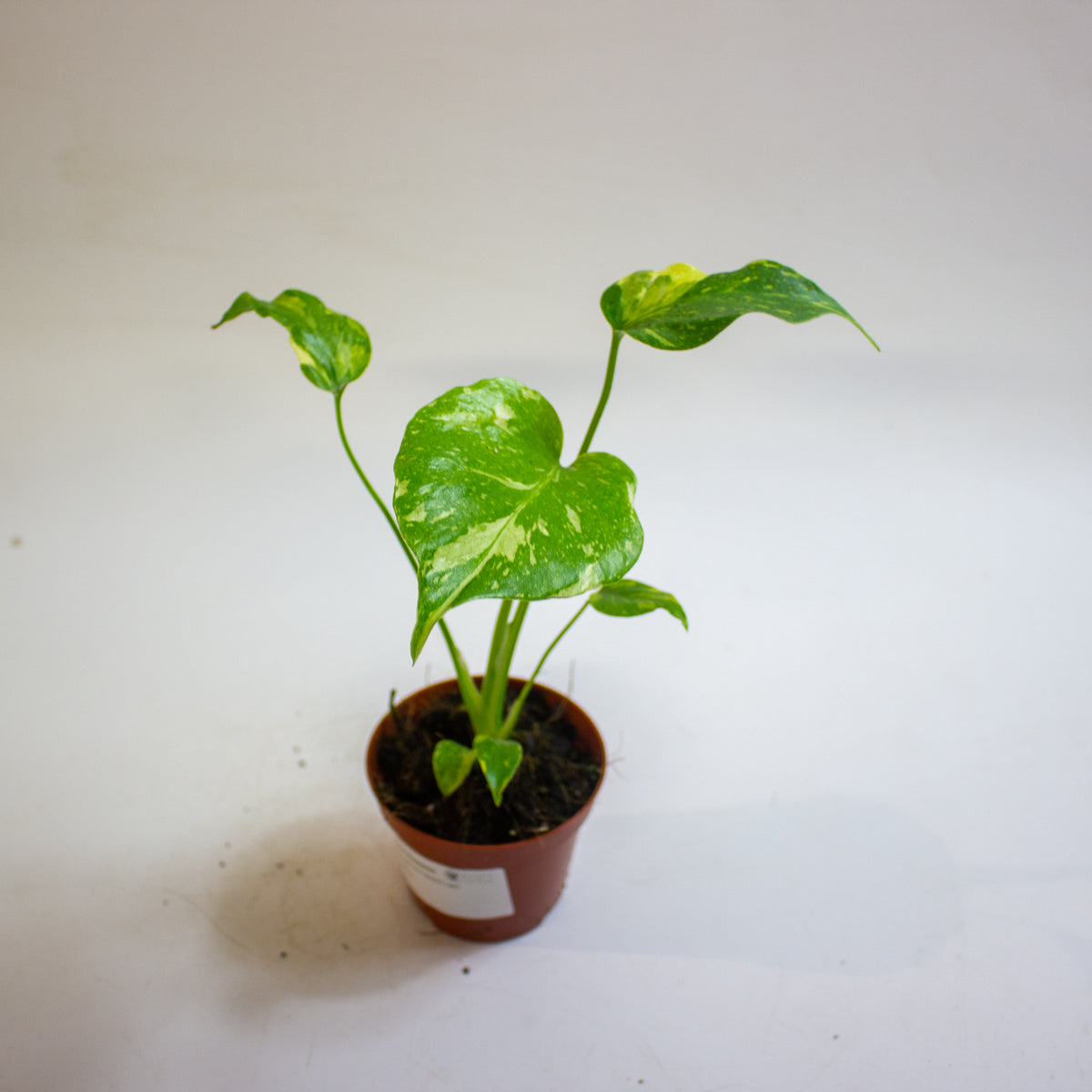 Monstera deliciosa 'Electro Light' 8cm H10cm