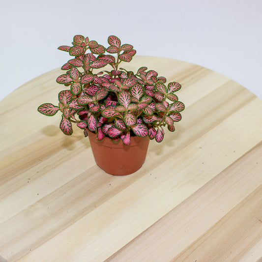 Fittonia 'Nerve Plant' 7cm H12cm