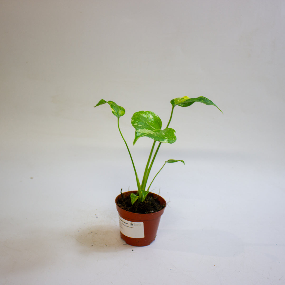 Monstera deliciosa 'Electro Light' 8cm H10cm