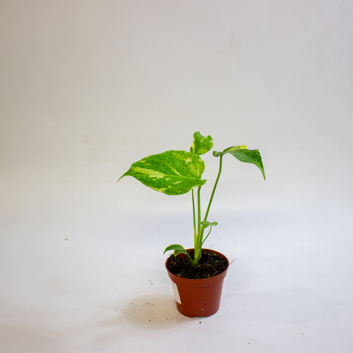 Monstera deliciosa 'Electro Light' 8cm H10cm