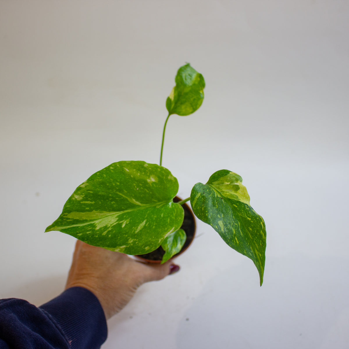 Monstera deliciosa 'Electro Light' 8cm H10cm