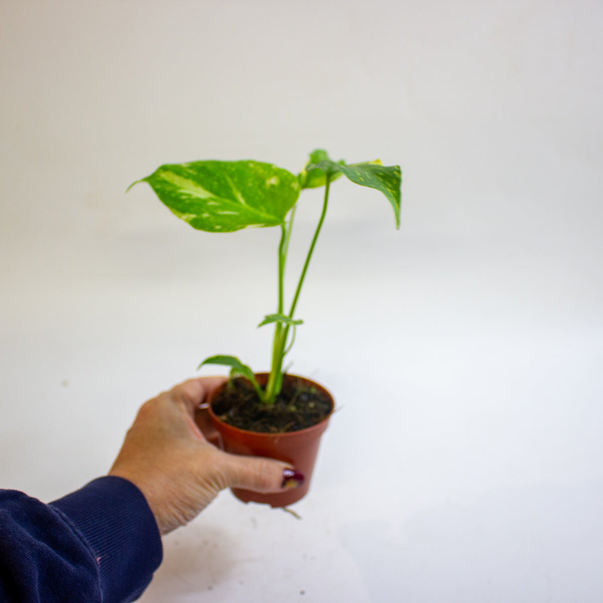 Monstera deliciosa 'Electro Light' 8cm H10cm