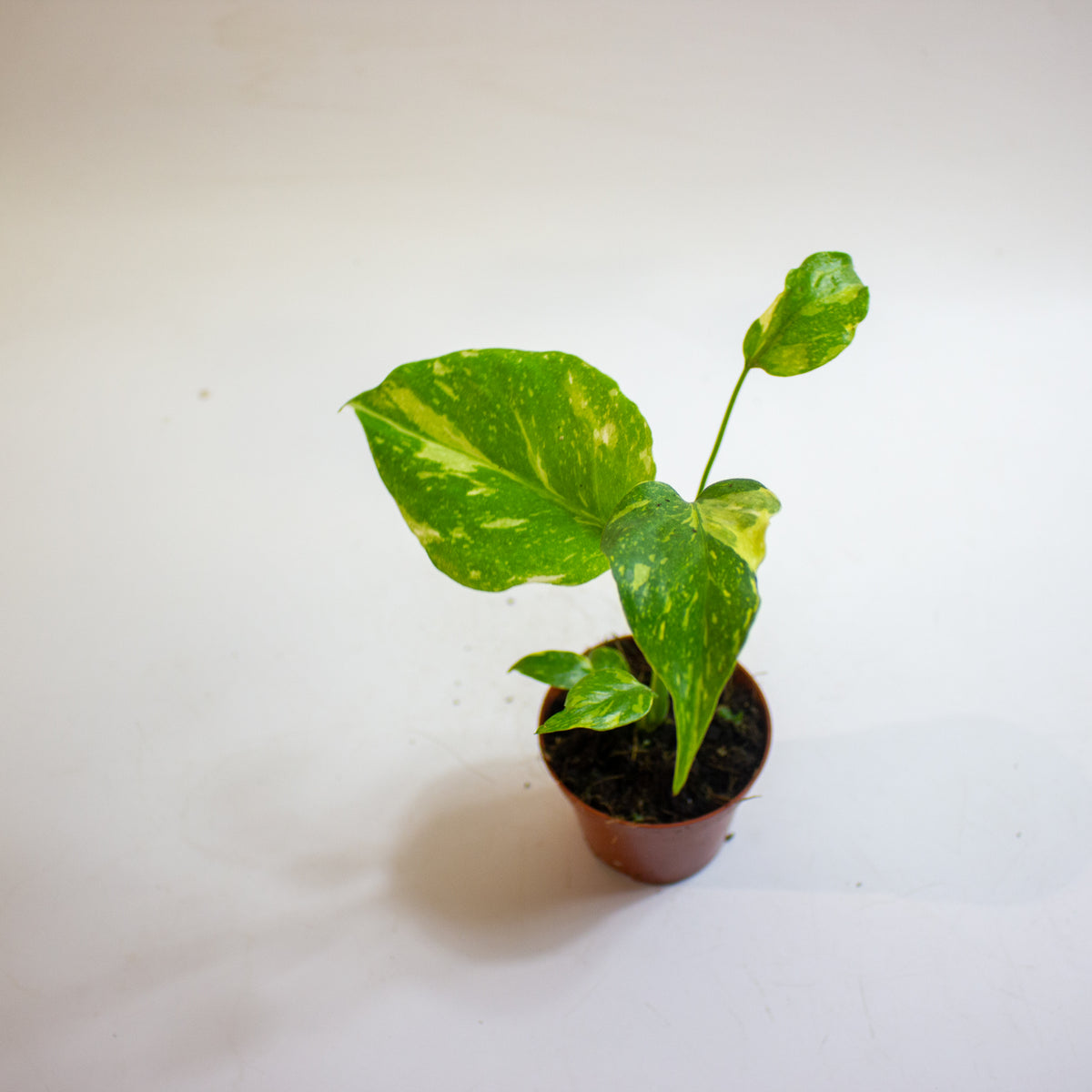 Monstera deliciosa 'Electro Light' 8cm H10cm