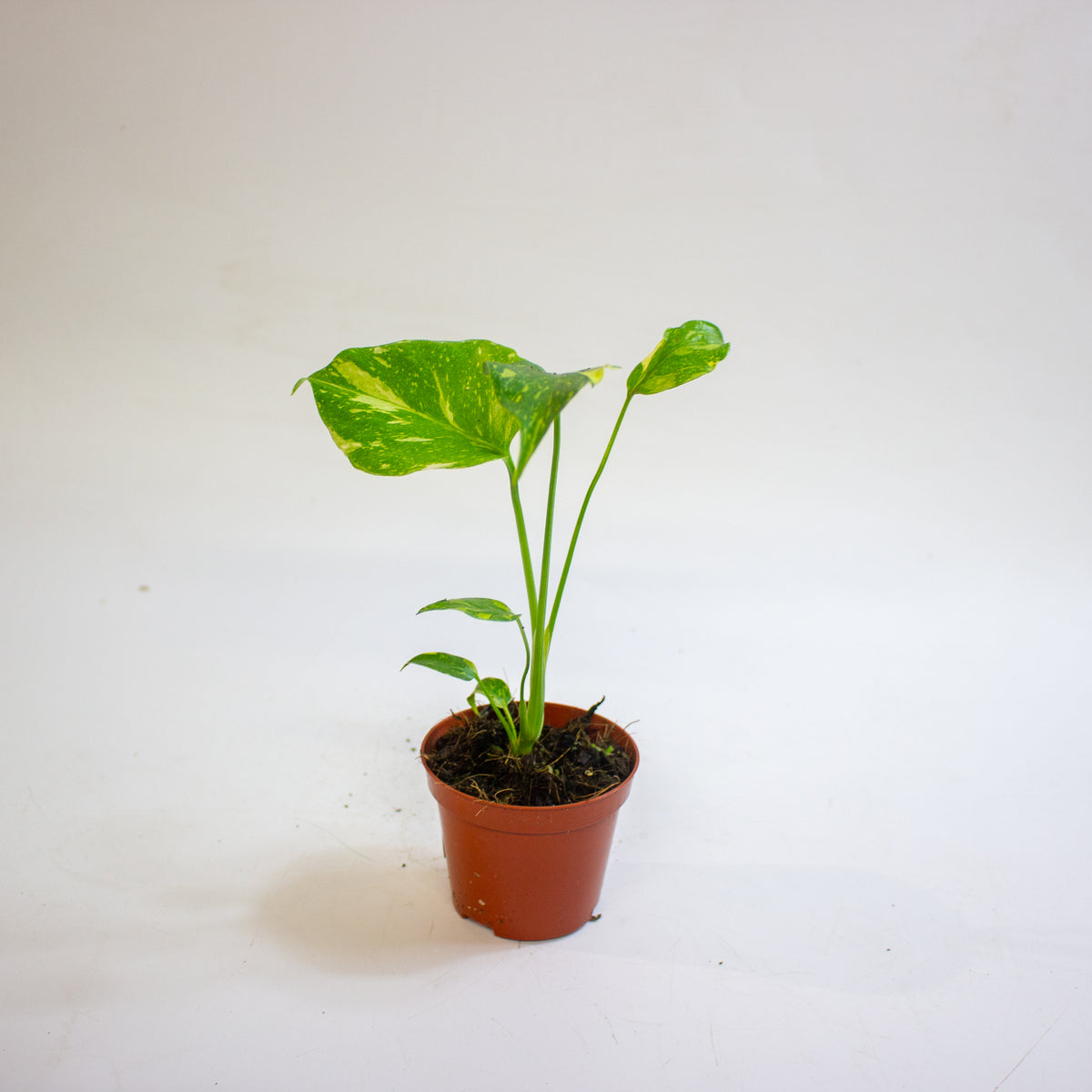Monstera deliciosa 'Electro Light' 8cm H10cm