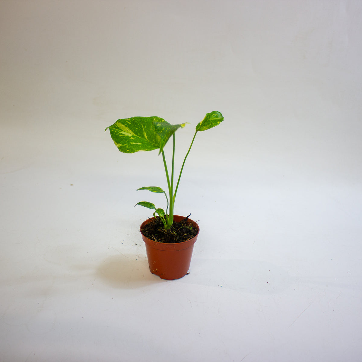 Monstera deliciosa 'Electro Light' 8cm H10cm