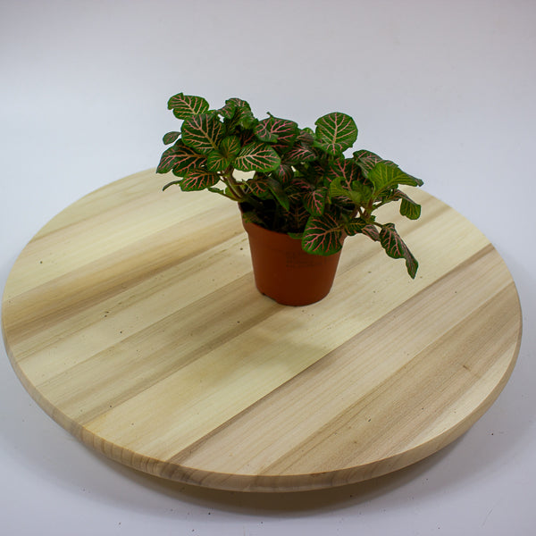 Fittonia 'Nerve Plant' 7cm H12cm
