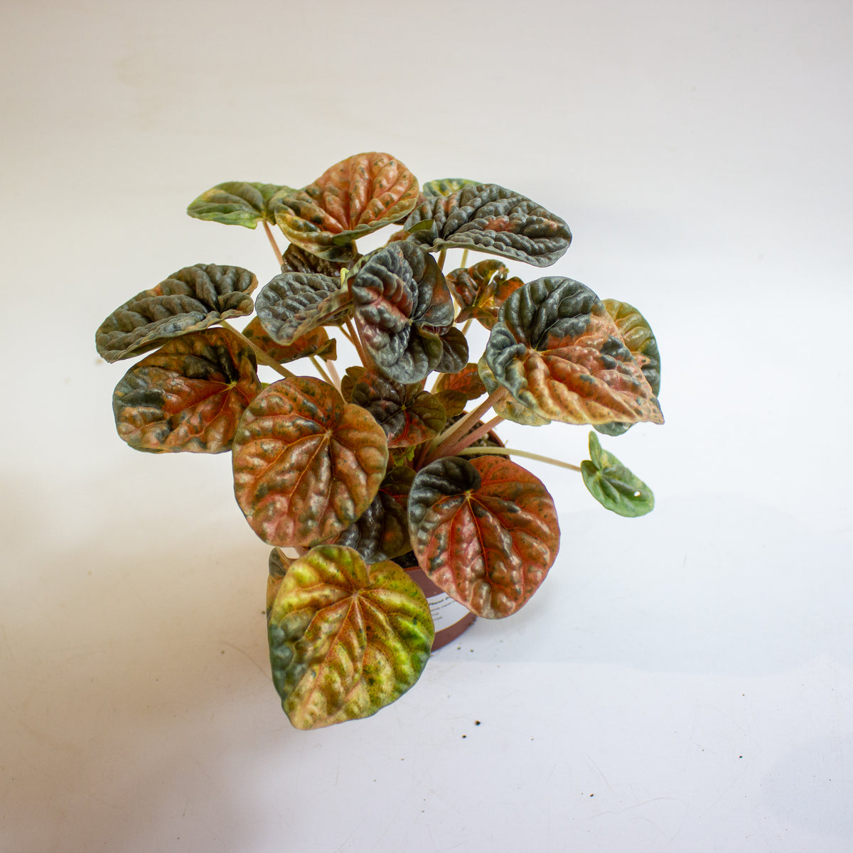 Peperomia caperata 'Disco Fall' 10.5cm H15cm