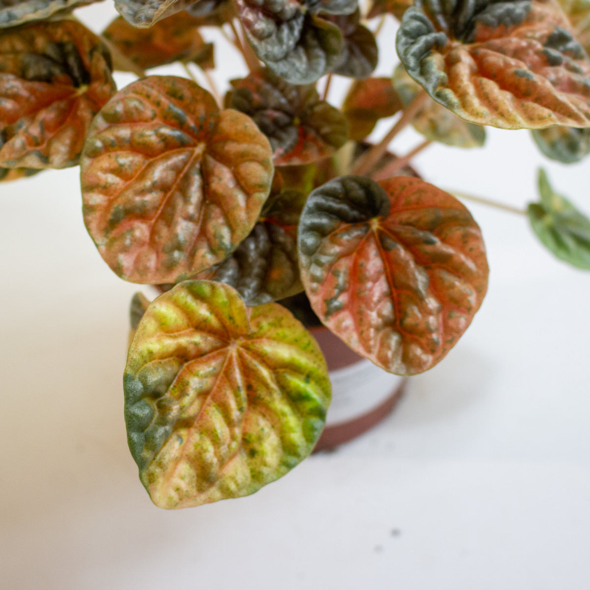 Peperomia caperata 'Disco Fall' 10.5cm H15cm