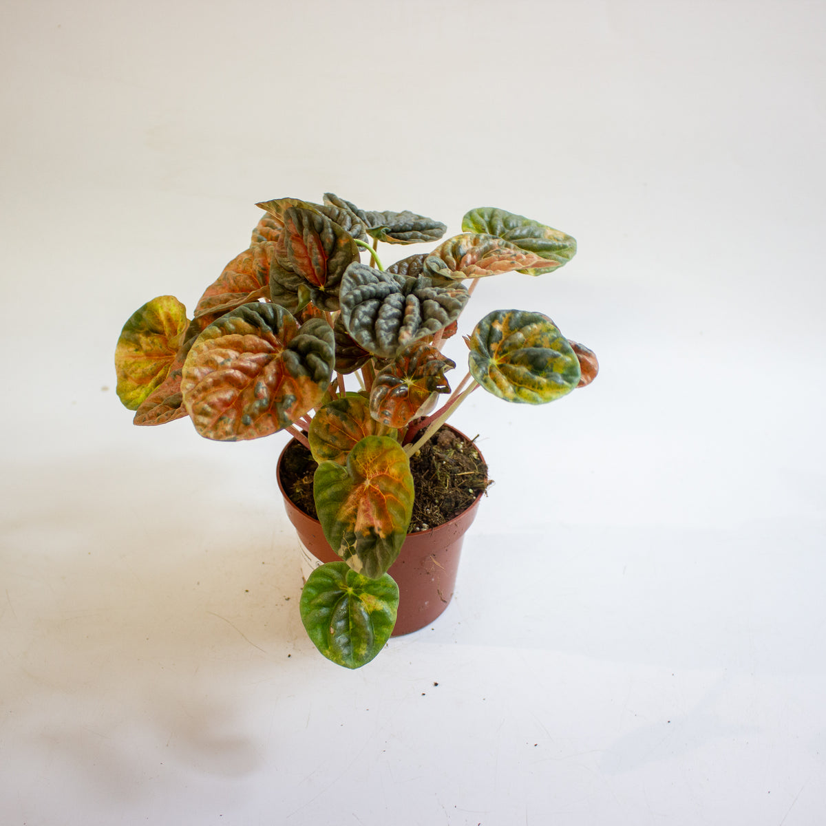 Peperomia caperata 'Disco Fall' 10.5cm H15cm