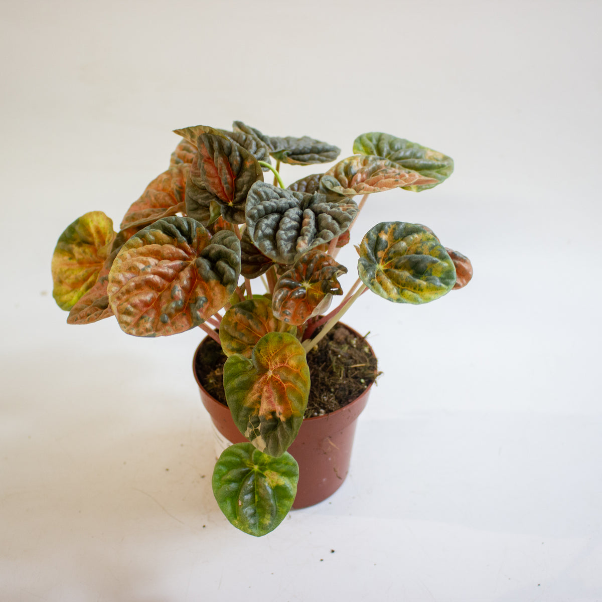 Peperomia caperata 'Disco Fall' 10.5cm H15cm