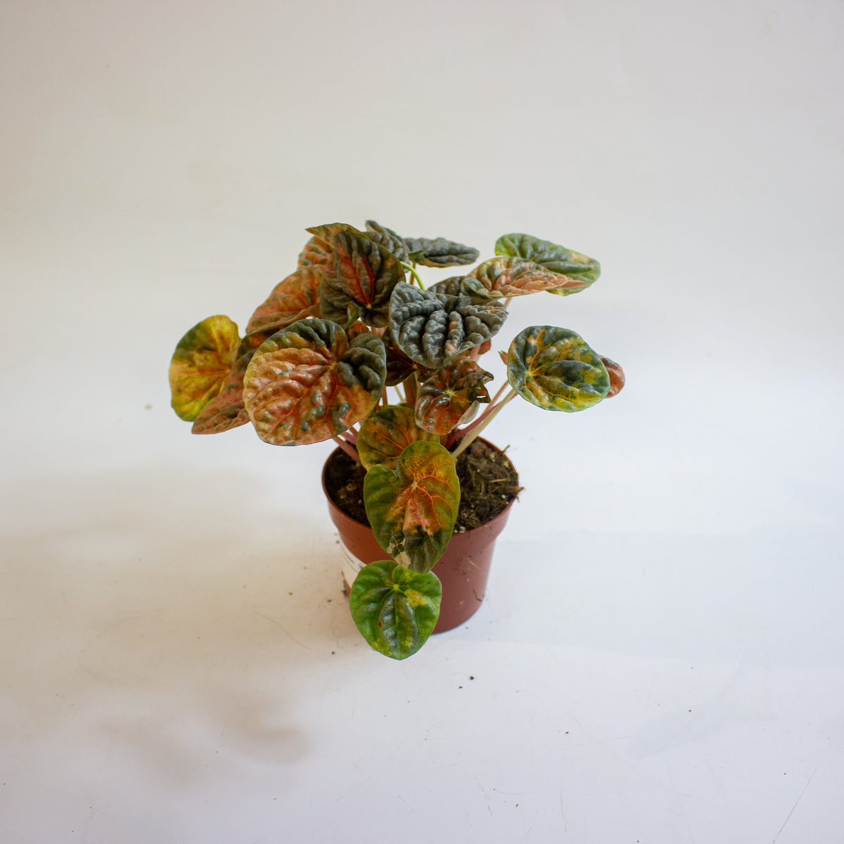 Peperomia caperata 'Disco Fall' 10.5cm H15cm