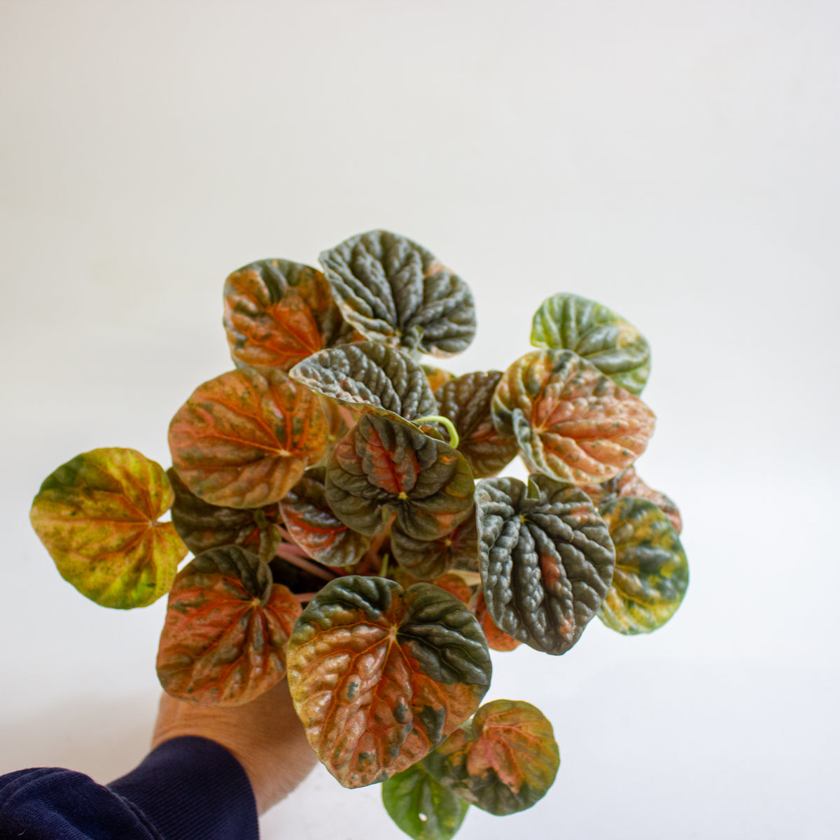 Peperomia caperata 'Disco Fall' 10.5cm H15cm