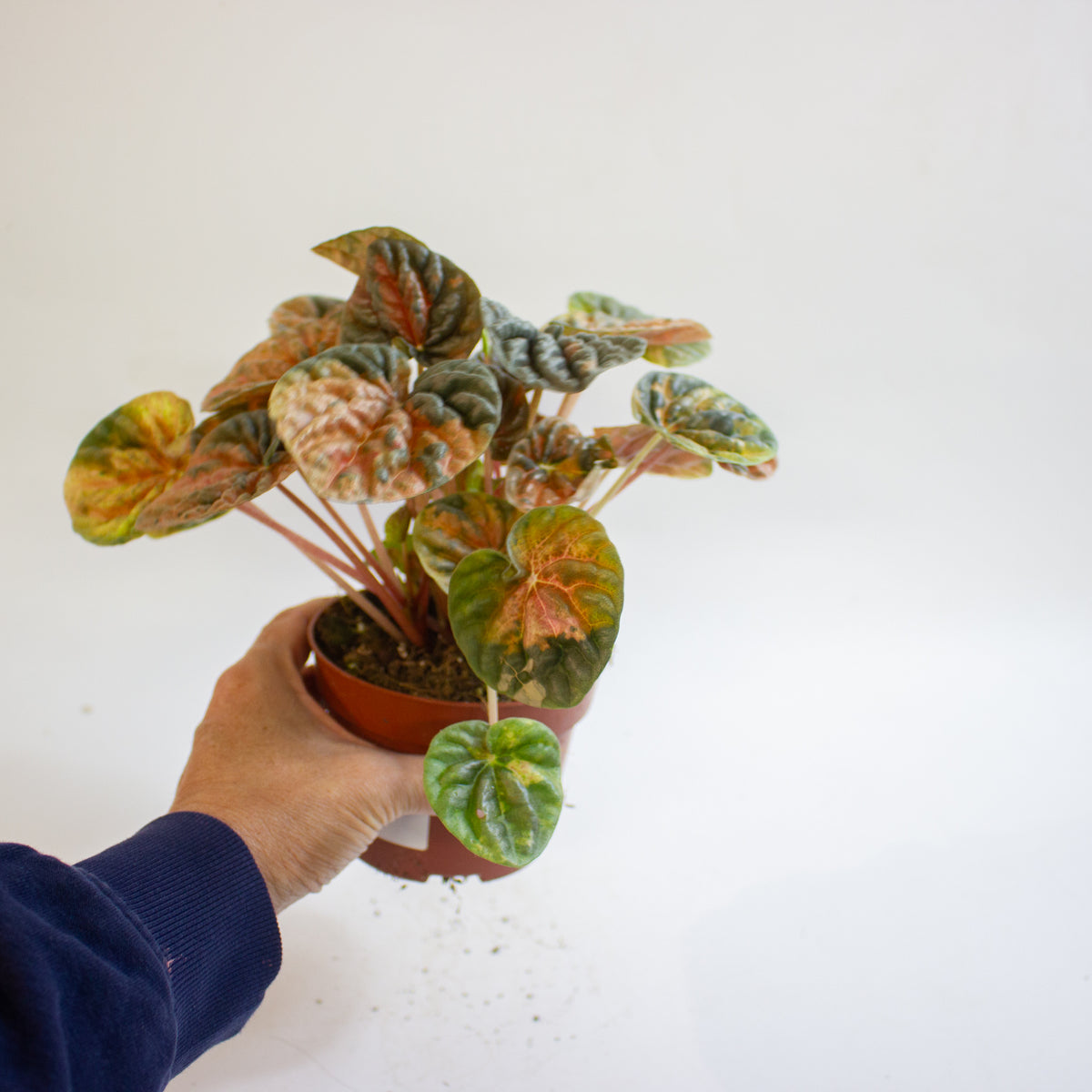 Peperomia caperata 'Disco Fall' 10.5cm H15cm