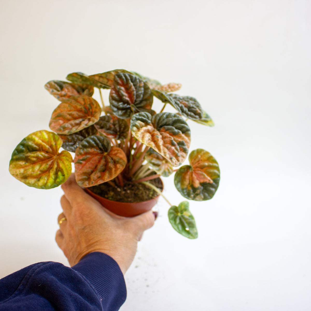 Peperomia caperata 'Disco Fall' 10.5cm H15cm