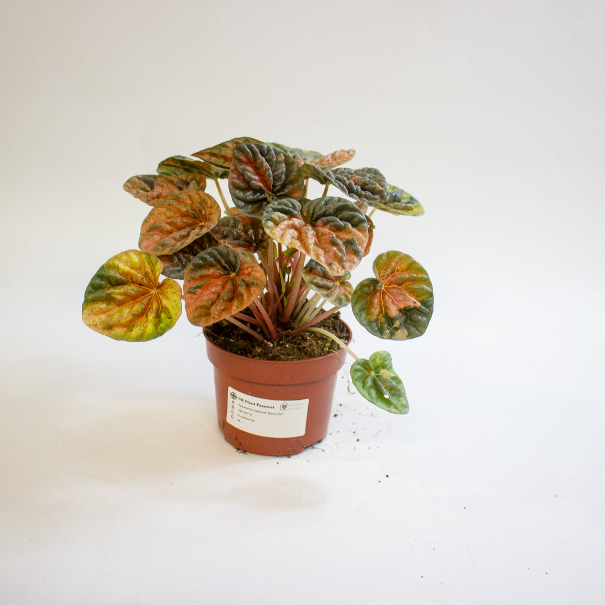 Peperomia caperata 'Disco Fall' 10.5cm H15cm