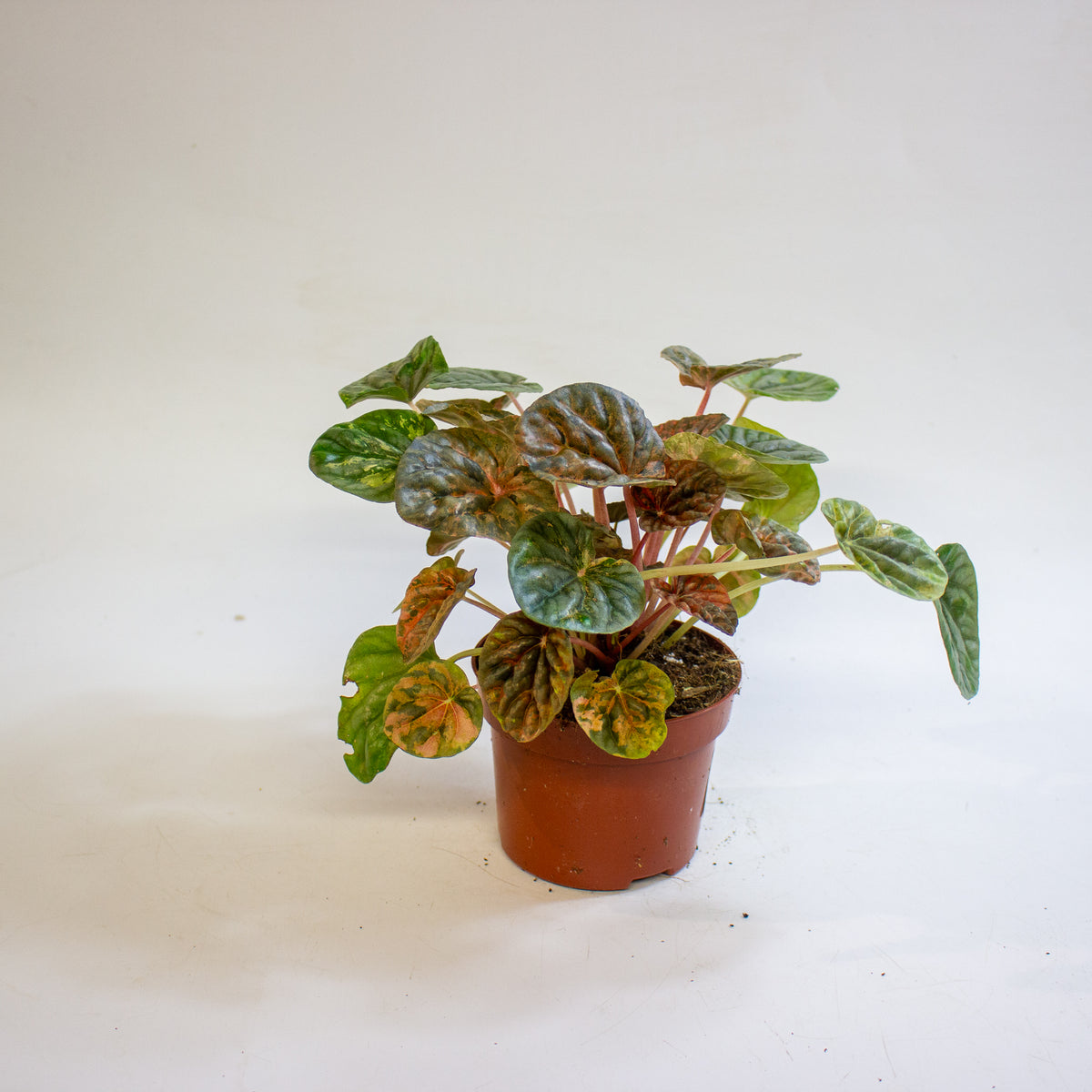 Peperomia caperata 'Pink Lady' 10.5cm H15cm