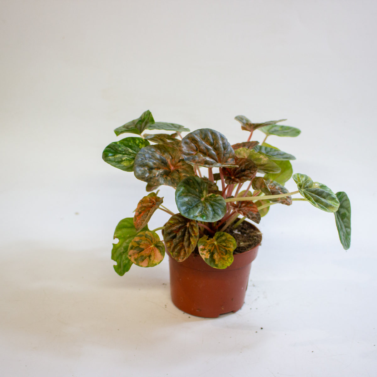 Peperomia caperata 'Pink Lady' 10.5cm H15cm