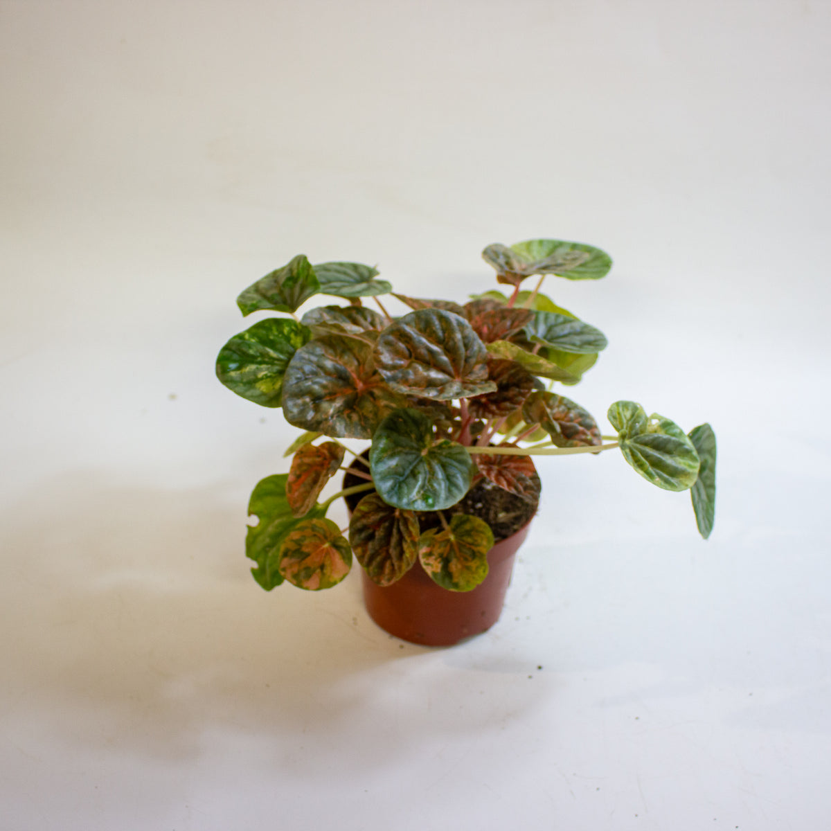 Peperomia caperata 'Pink Lady' 10.5cm H15cm