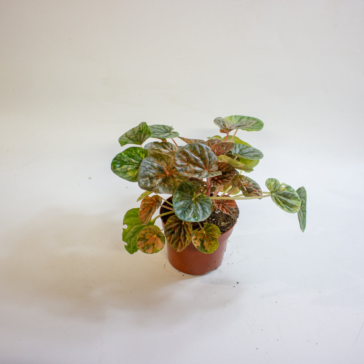 Peperomia caperata 'Pink Lady' 10.5cm H15cm