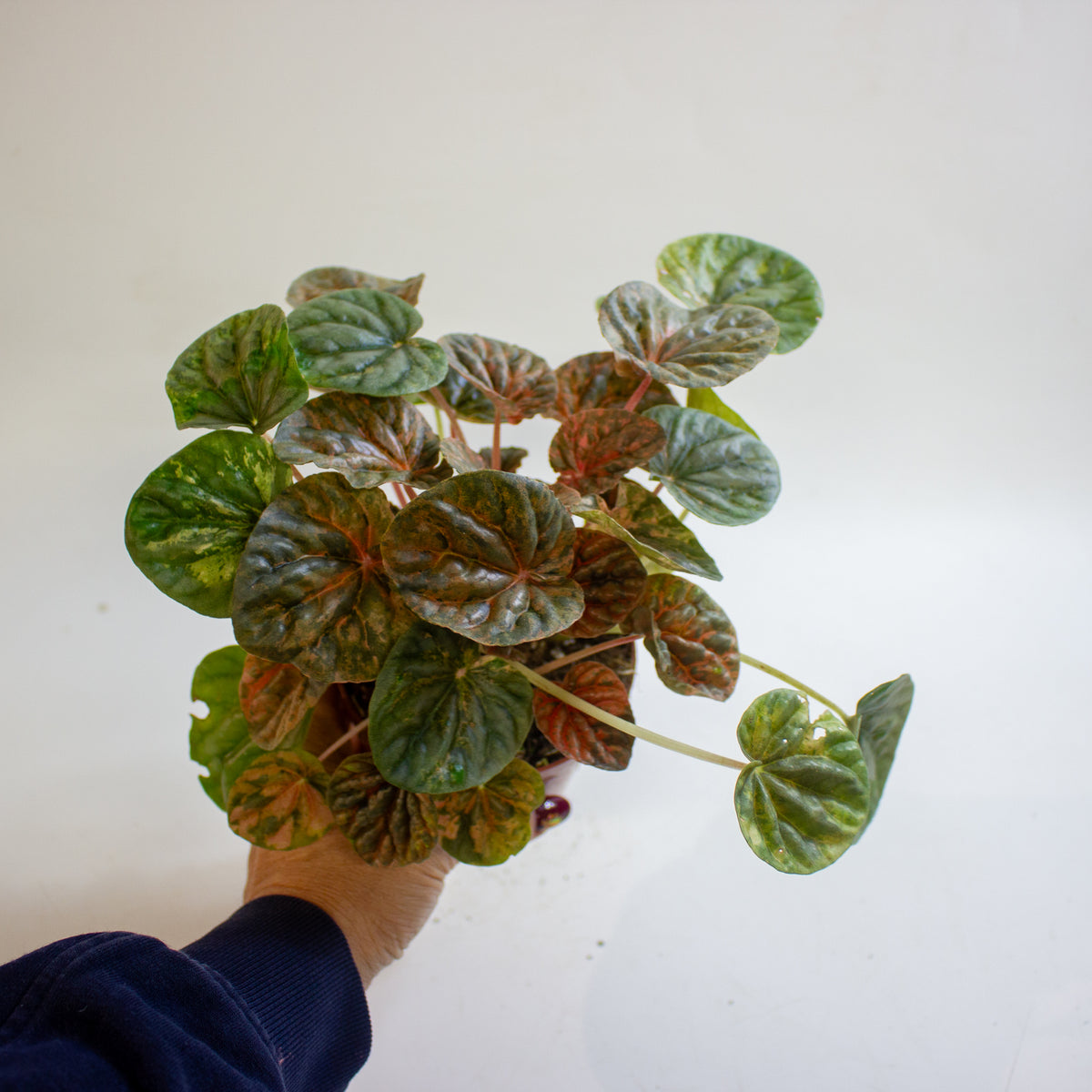 Peperomia caperata 'Pink Lady' 10.5cm H15cm