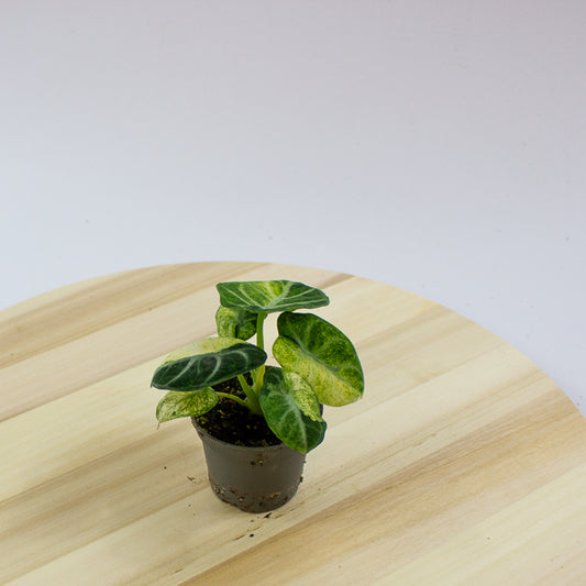 Alocasia Ninja Variegated 6cm H11cm