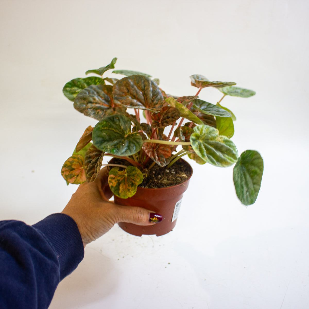 Peperomia caperata 'Pink Lady' 10.5cm H15cm