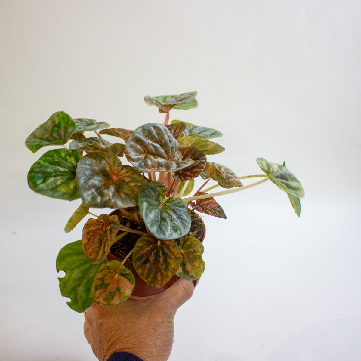 Peperomia caperata 'Pink Lady' 10.5cm H15cm