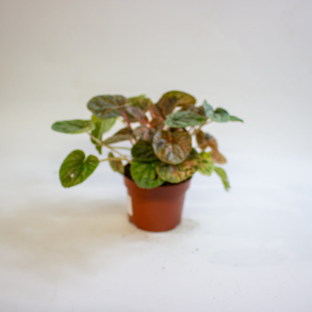 Peperomia caperata 'Pink Lady' 10.5cm H15cm