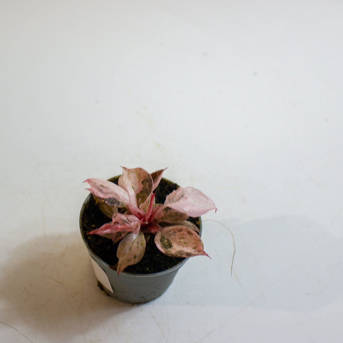 Philodendron 'Fire Phoenix' 6cm H15cm