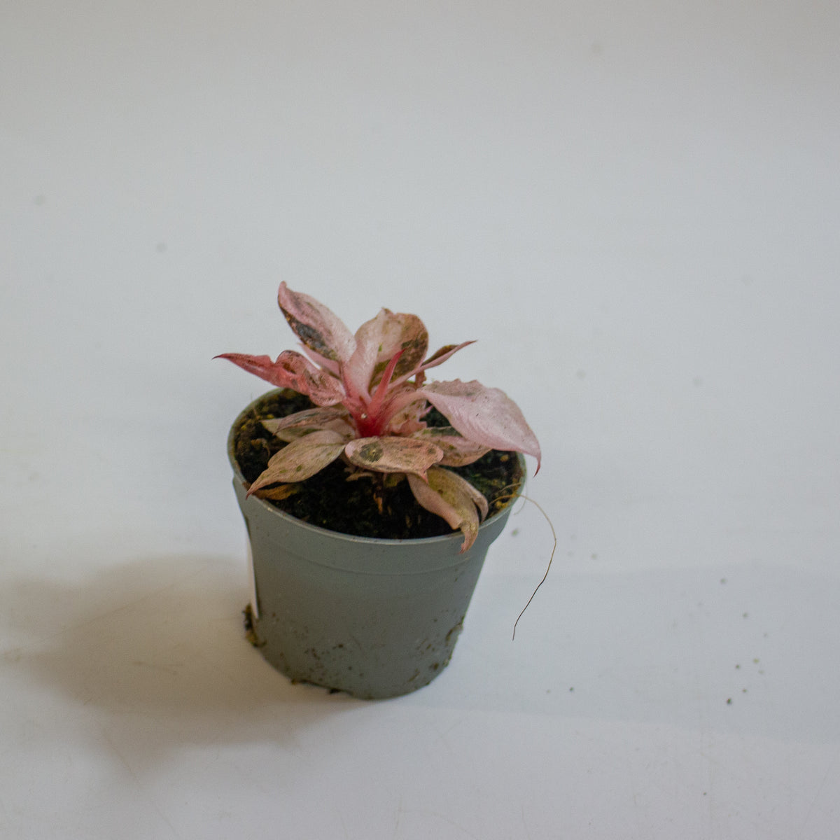 Philodendron 'Fire Phoenix' 6cm H15cm