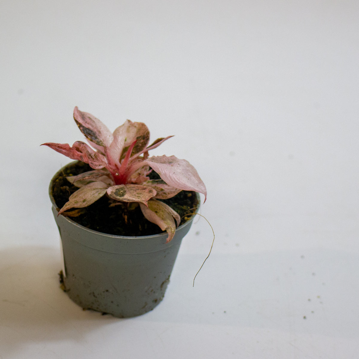 Philodendron 'Fire Phoenix' 6cm H15cm