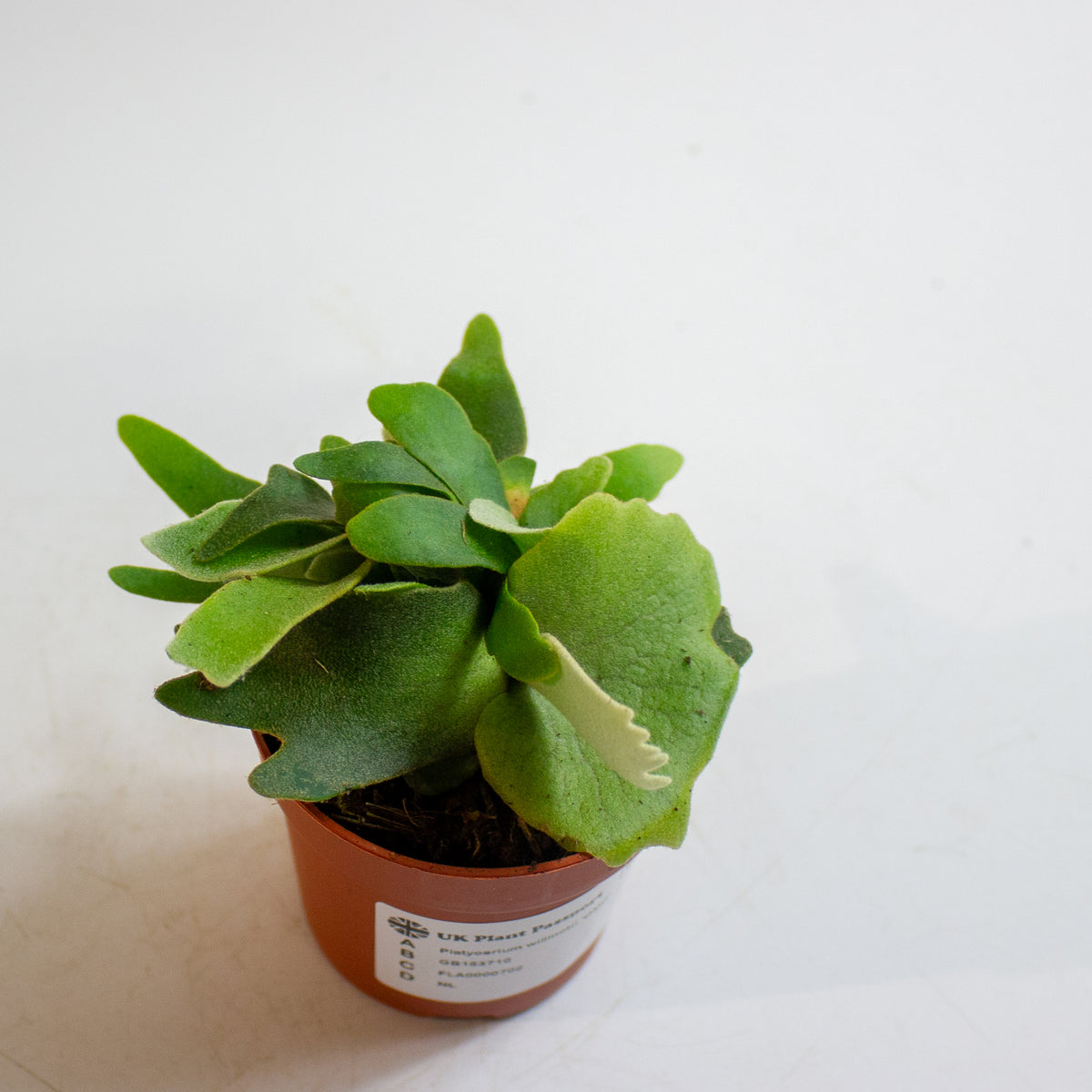 Platycerium willinckii 'OMG' 7cm H15cm