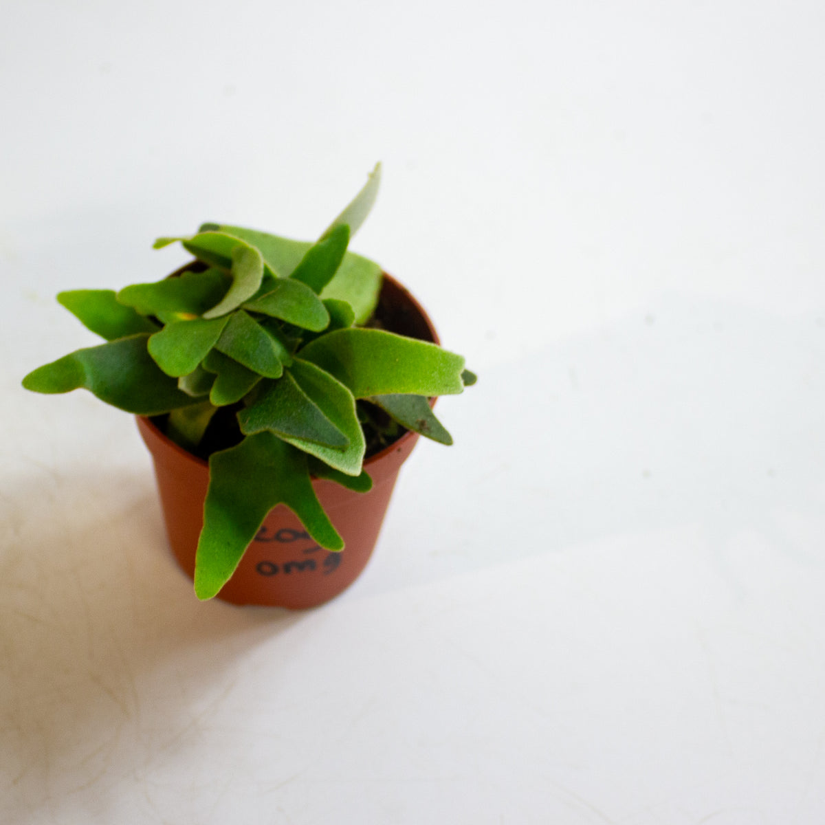 Platycerium willinckii 'OMG' 7cm H15cm