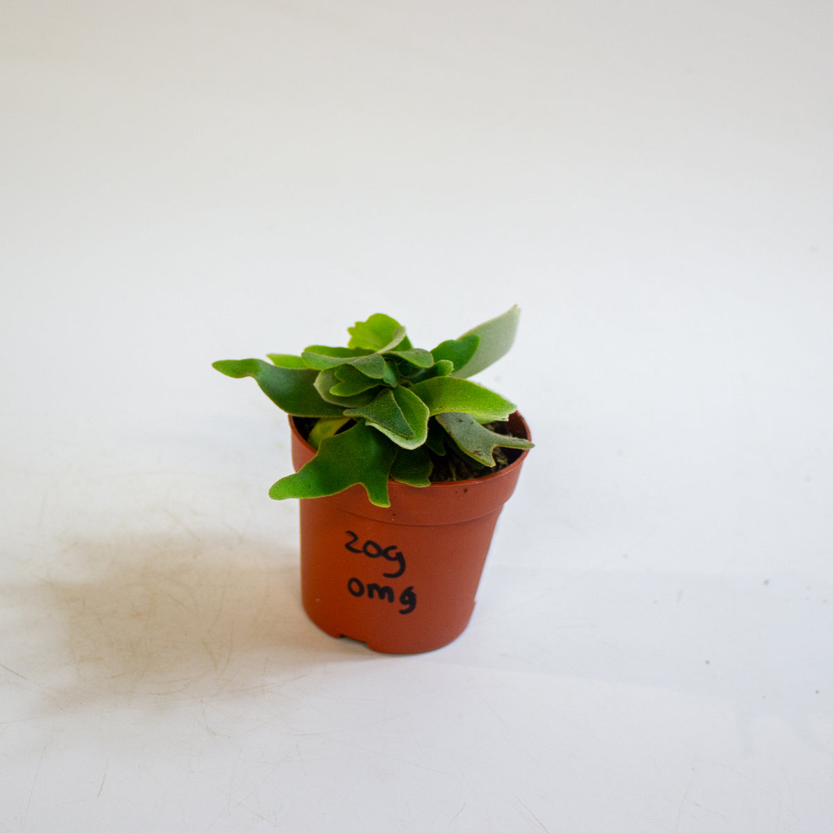 Platycerium willinckii 'OMG' 7cm H15cm