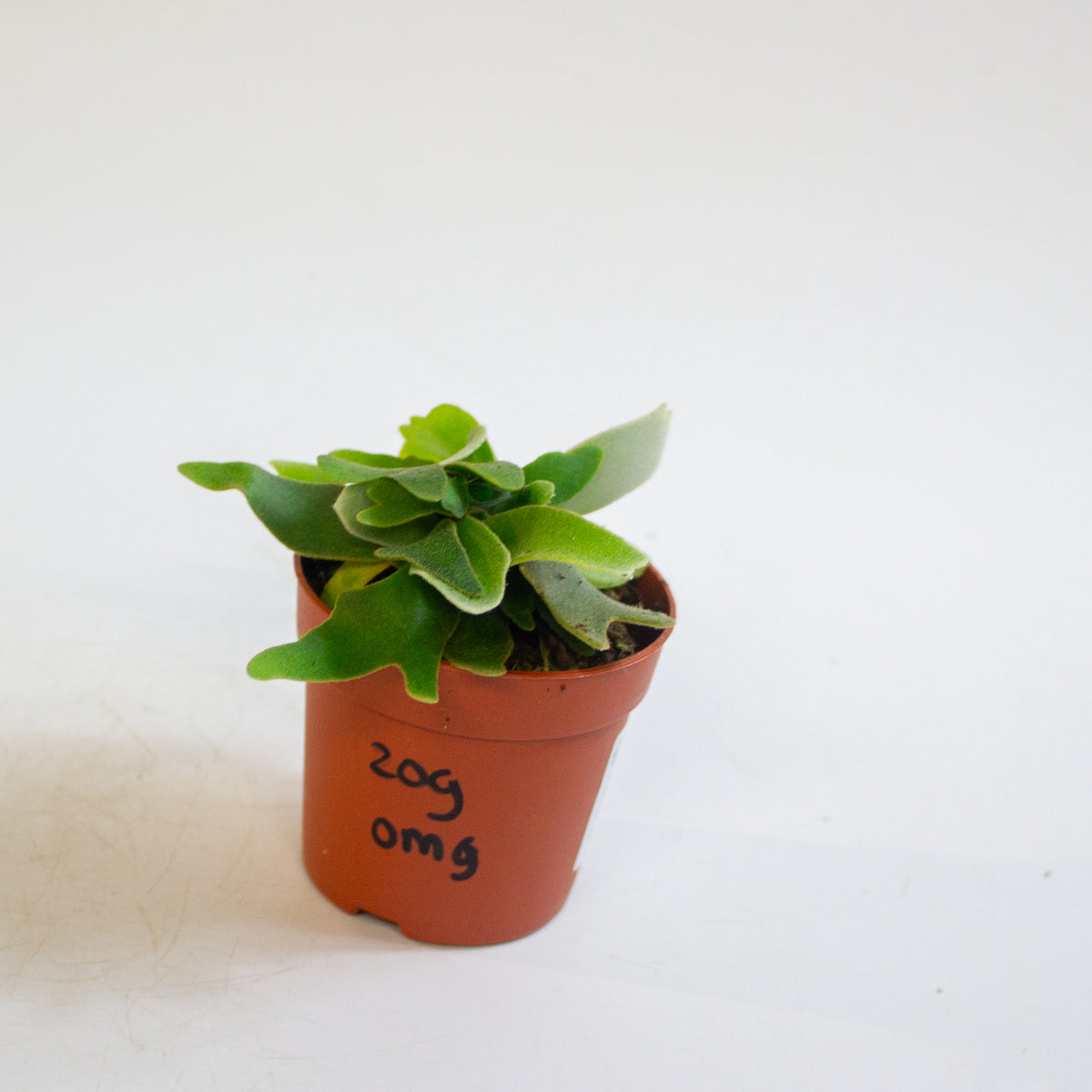 Platycerium willinckii 'OMG' 7cm H15cm