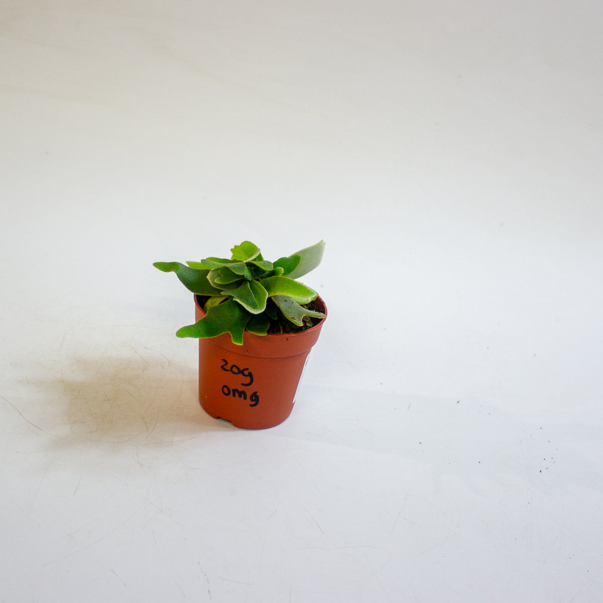 Platycerium willinckii 'OMG' 7cm H15cm