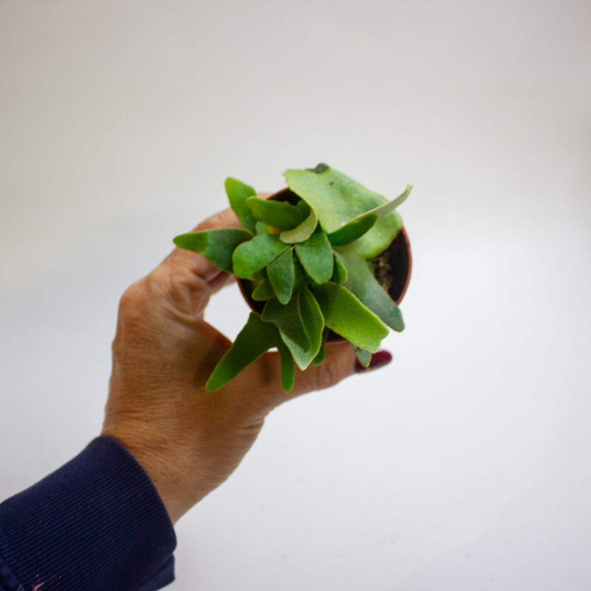 Platycerium willinckii 'OMG' 7cm H15cm