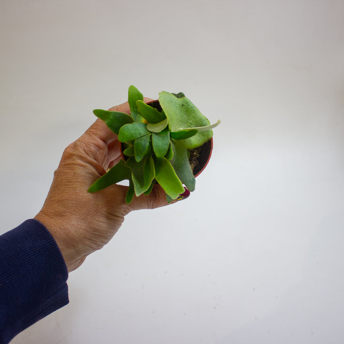 Platycerium willinckii 'OMG' 7cm H15cm
