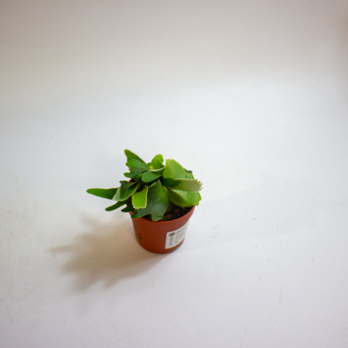 Platycerium willinckii 'OMG' 7cm H15cm