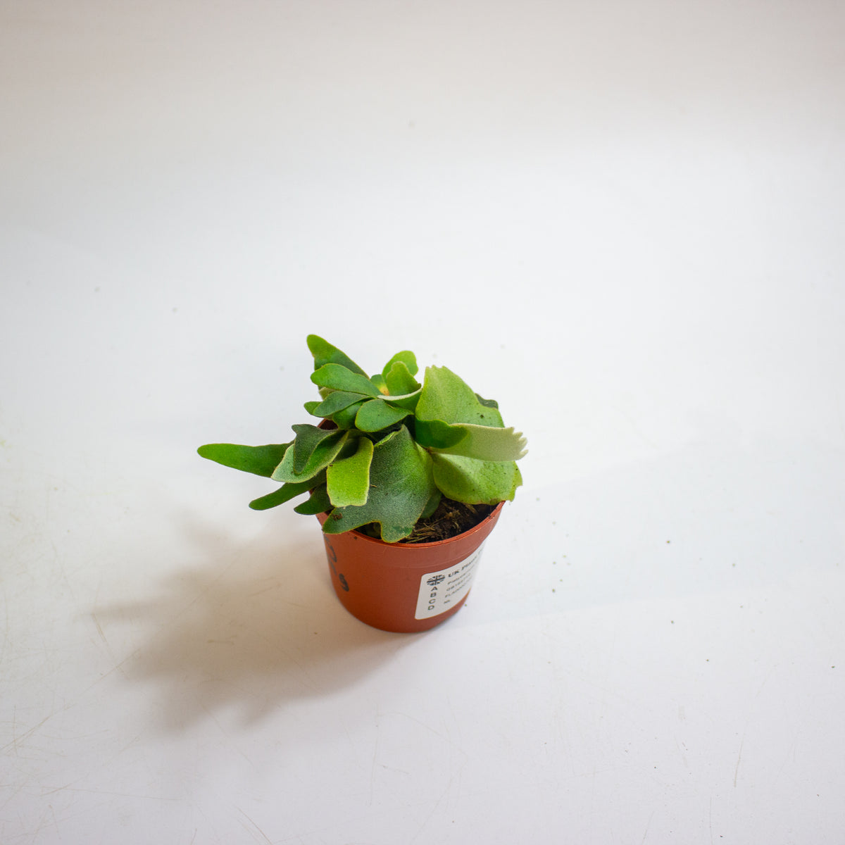 Platycerium willinckii 'OMG' 7cm H15cm