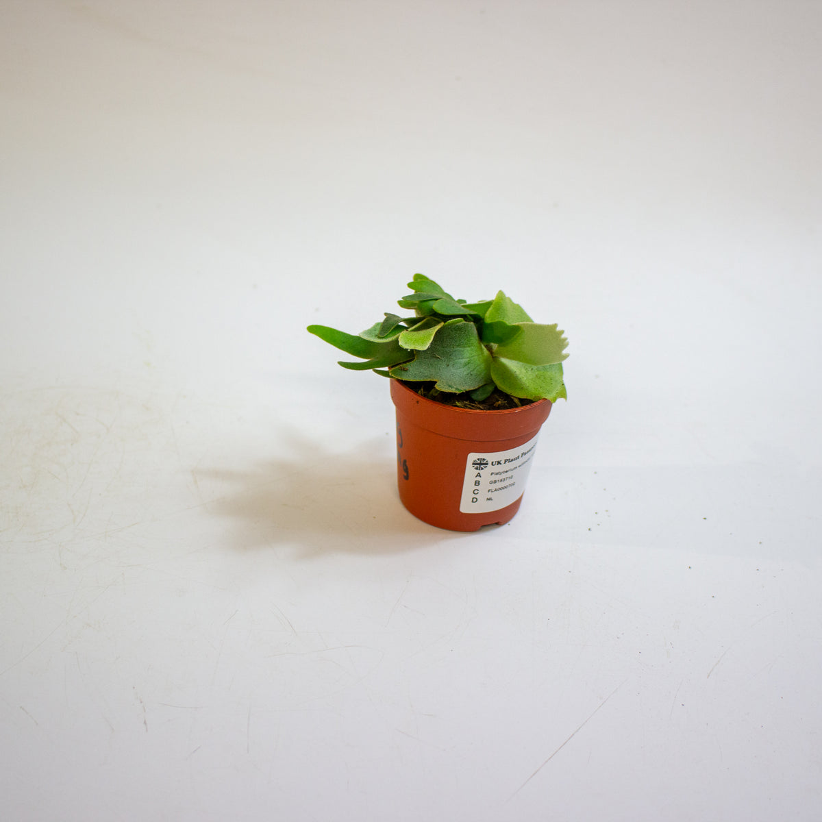 Platycerium willinckii 'OMG' 7cm H15cm