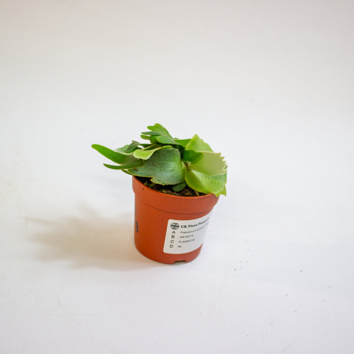 Platycerium willinckii 'OMG' 7cm H15cm