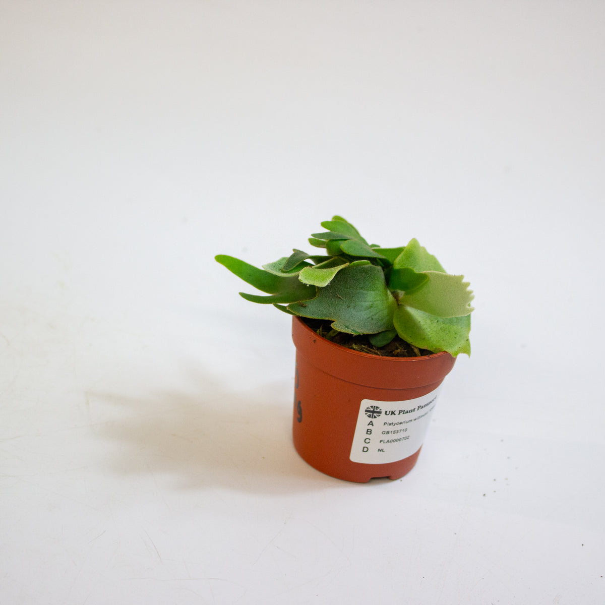 Platycerium willinckii 'OMG' 7cm H15cm
