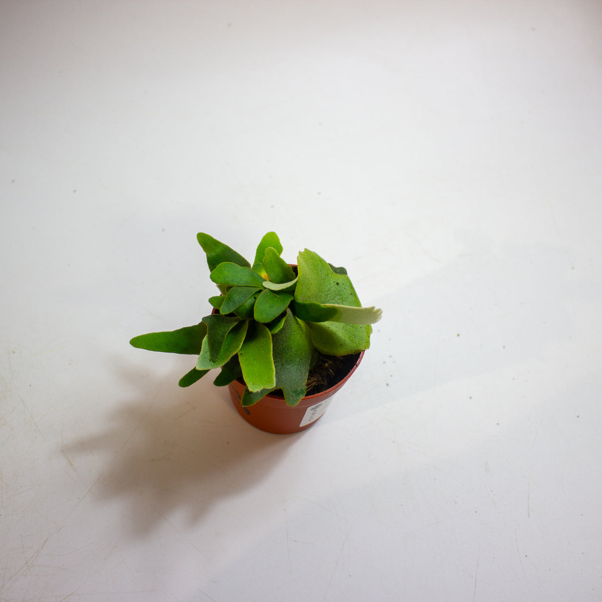 Platycerium willinckii 'OMG' 7cm H15cm