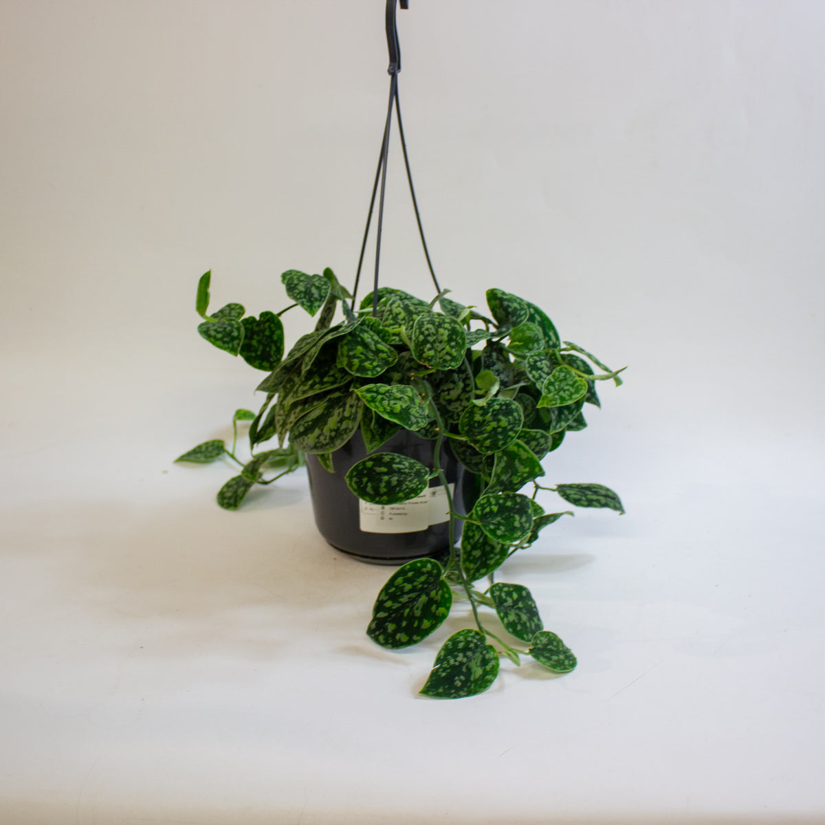 Scindapsus 'Tricolor Silver' 15cm H15cm