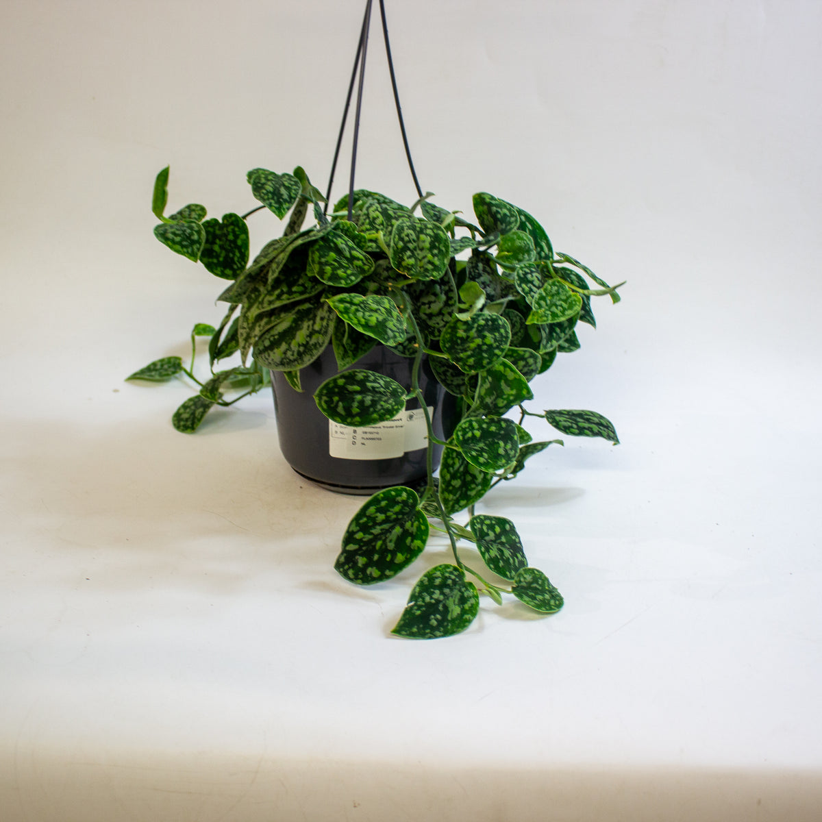 Scindapsus 'Tricolor Silver' 15cm H15cm
